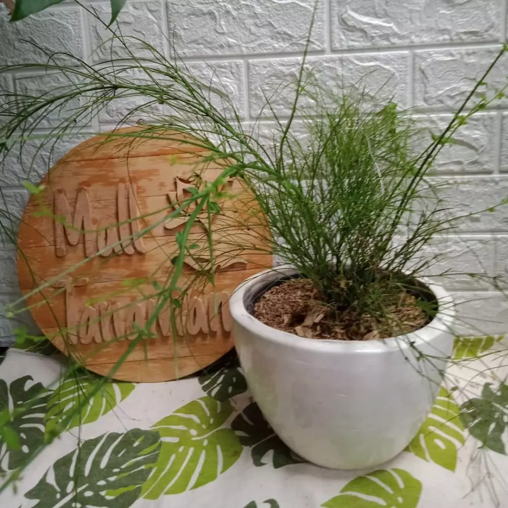 Tanaman obat osteoporosis Instagram