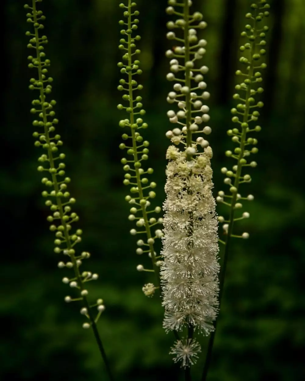 Tanaman obat osteoporosis Instagram