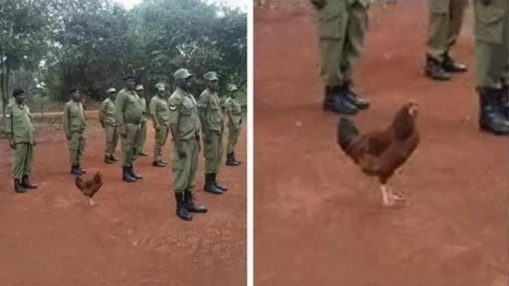 tingkah ayam kocak © Berbagai Sumber 