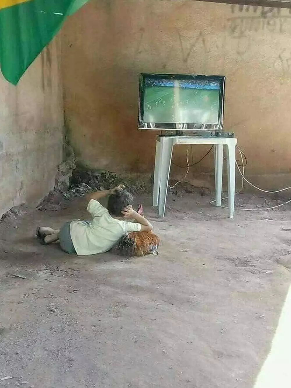 tingkah ayam kocak © Berbagai Sumber 