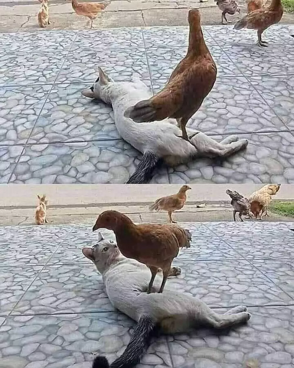 tingkah ayam kocak © Berbagai Sumber 