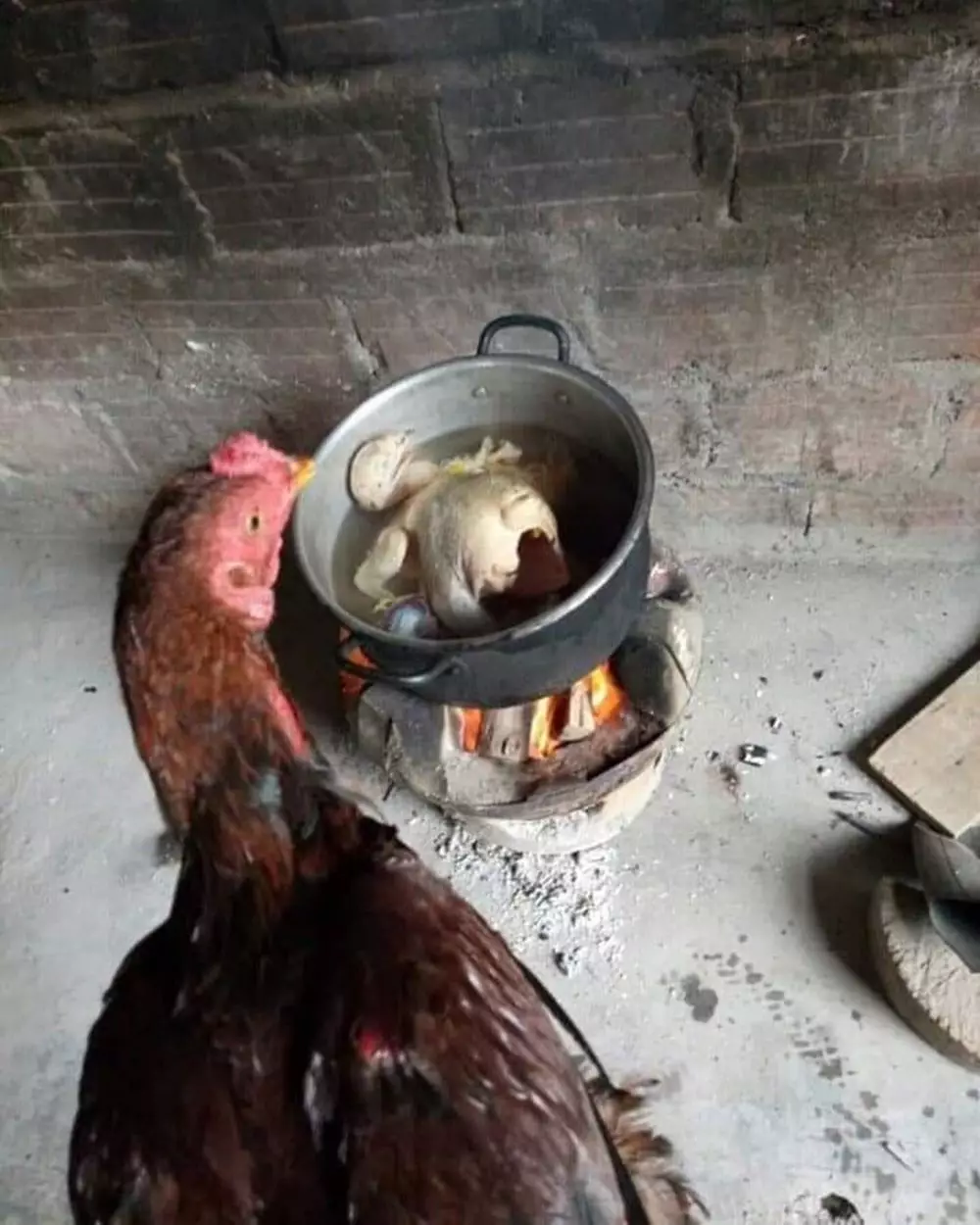 tingkah ayam kocak © Berbagai Sumber 