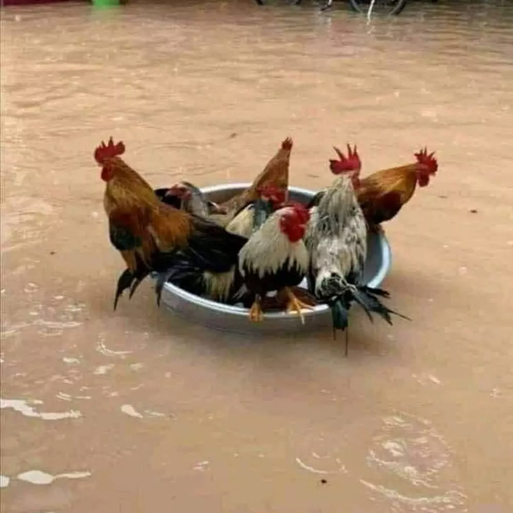 tingkah ayam kocak © Berbagai Sumber 