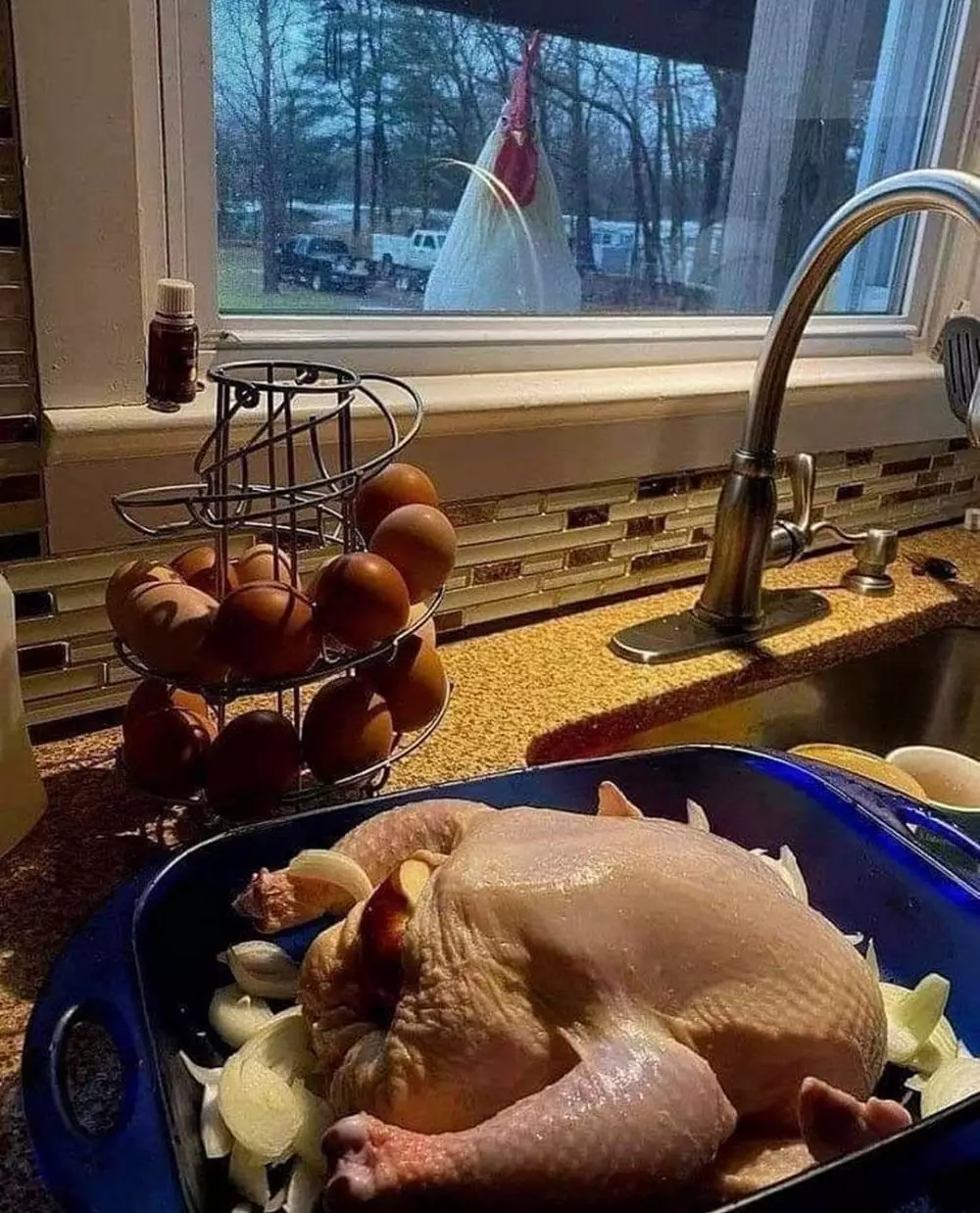 tingkah ayam kocak © Berbagai Sumber 