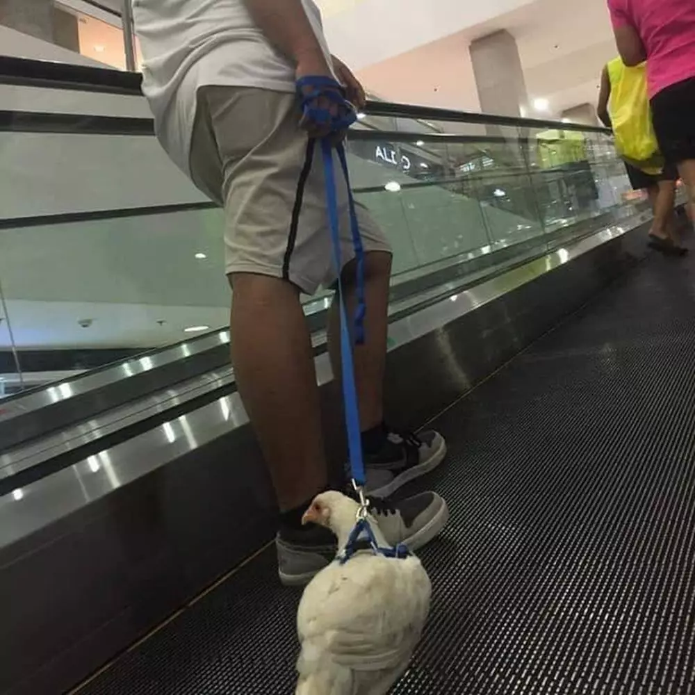 tingkah ayam kocak © Berbagai Sumber 