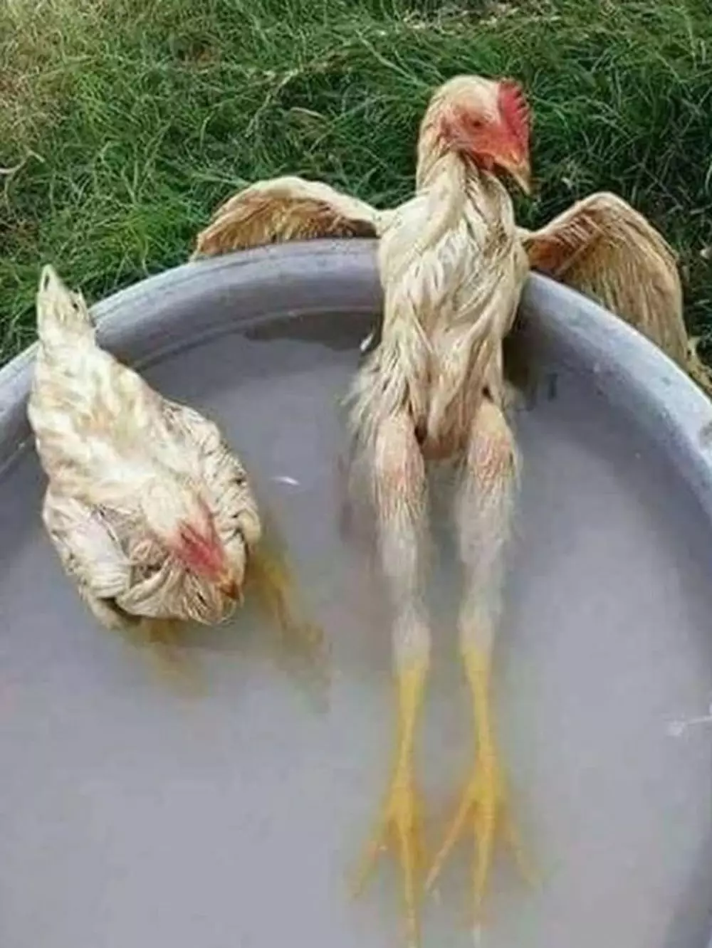 tingkah ayam kocak © Berbagai Sumber 