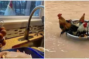 10 Tingkah kocak ayam di tempat umum ini lucunya bikin geleng kepala