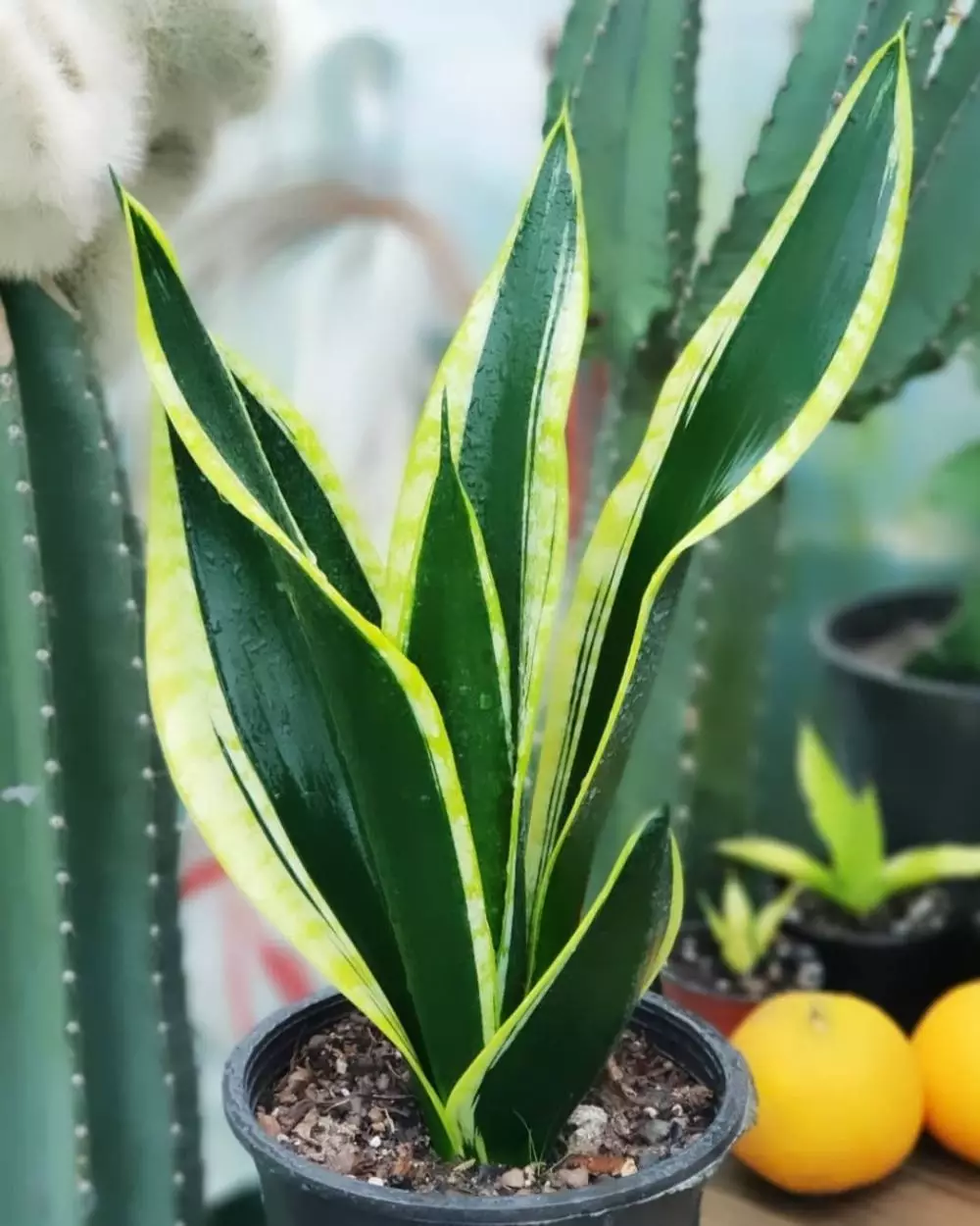 cara menanam dan merawat lidah mertua Instagram ; freepik © 2021 brilio.net