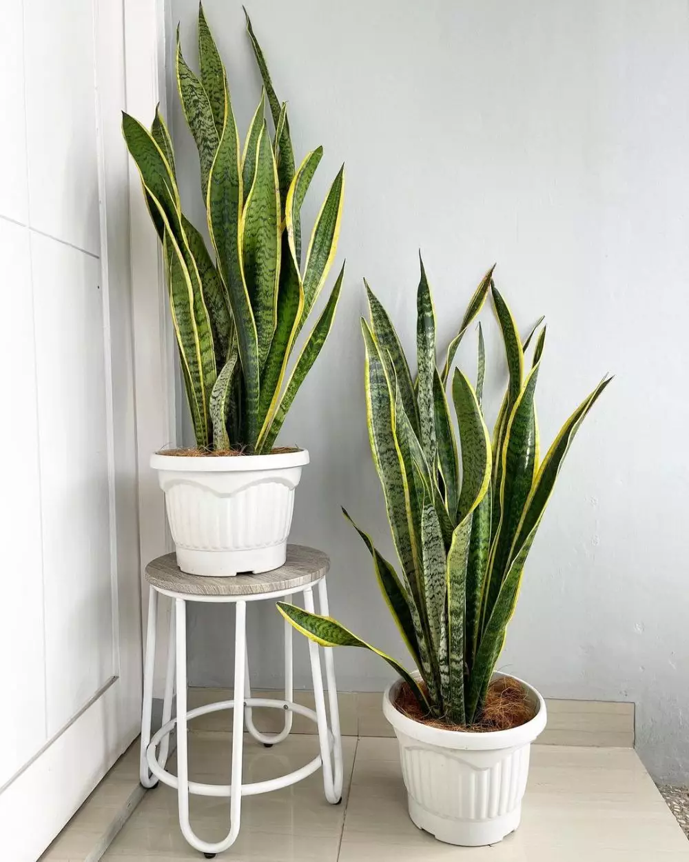 cara menanam dan merawat lidah mertua Instagram ; freepik © 2021 brilio.net