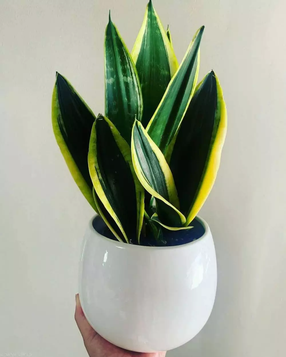 cara menanam dan merawat lidah mertua Instagram ; freepik © 2021 brilio.net