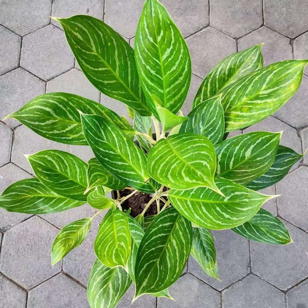 Tanaman hias daun untuk teras Instagram Tanaman hias daun untuk teras Instagram