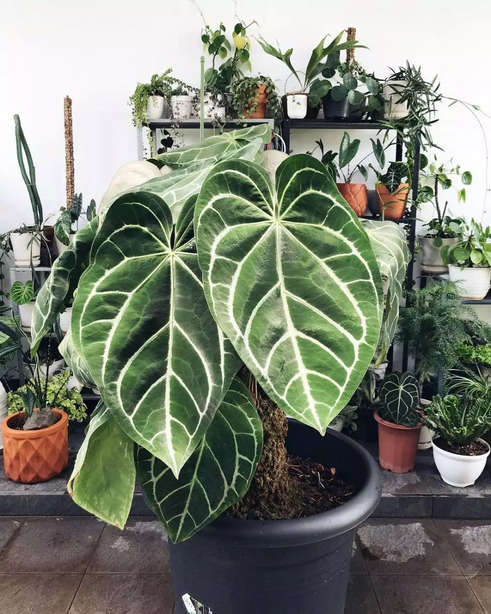 Tanaman hias daun untuk teras Instagram Tanaman hias daun untuk teras Instagram