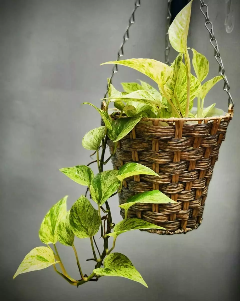 Tanaman hias daun untuk teras Instagram Tanaman hias daun untuk teras Instagram