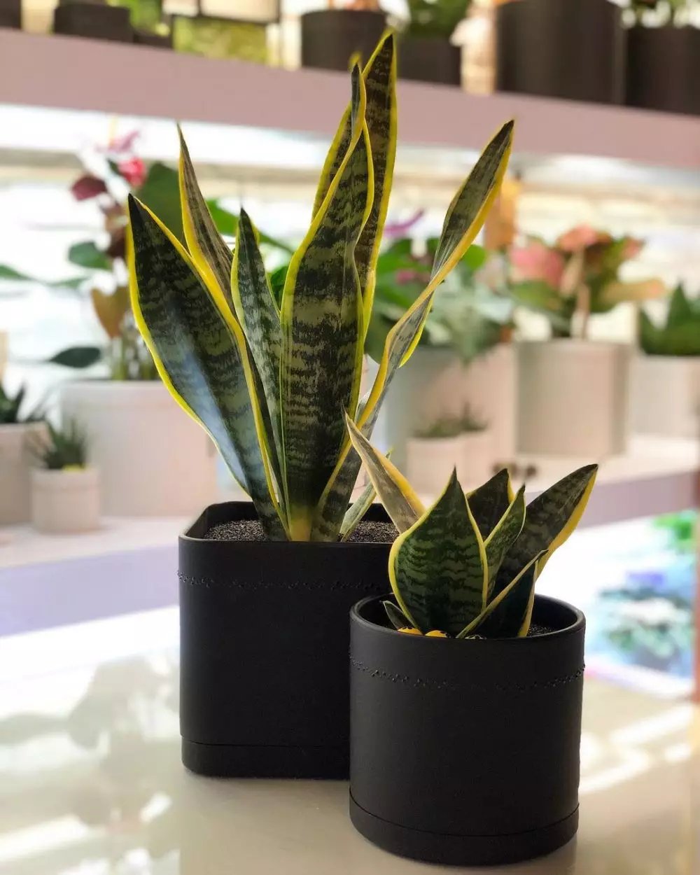 Tanaman hias daun untuk teras Instagram Tanaman hias daun untuk teras Instagram