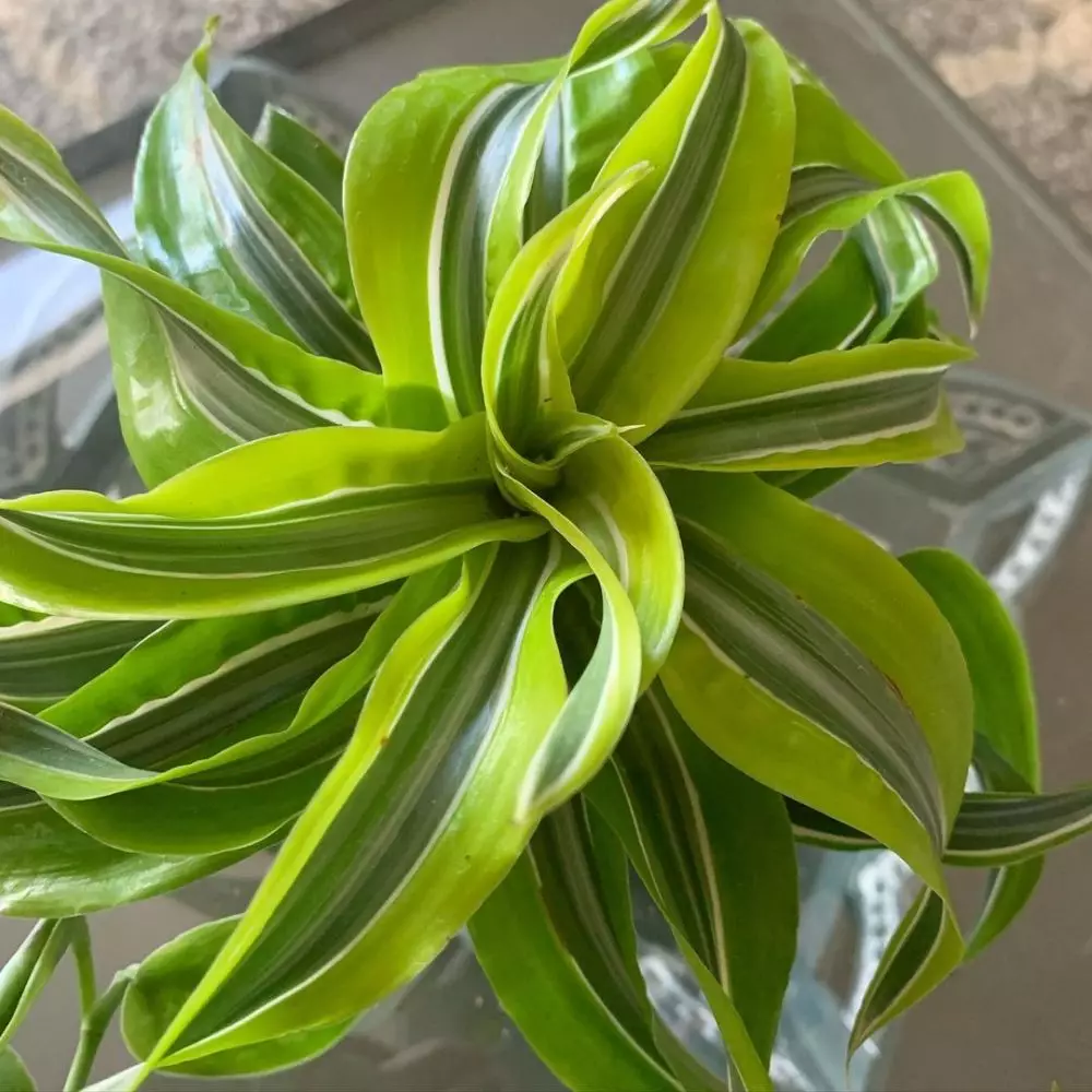 Tanaman hias daun untuk teras Instagram Tanaman hias daun untuk teras Instagram