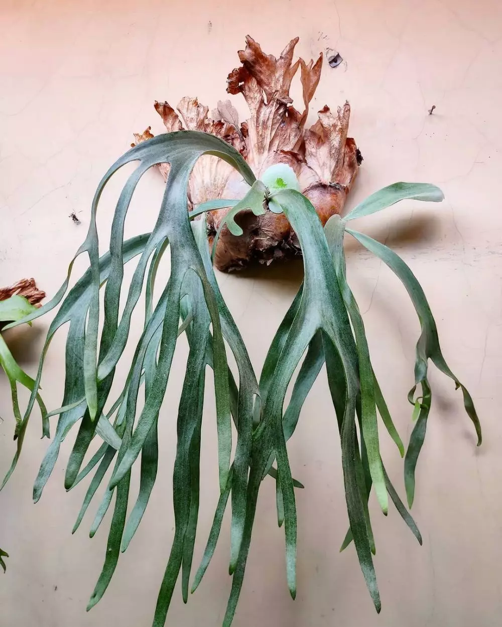 Tanaman hias daun untuk teras Instagram Tanaman hias daun untuk teras Instagram