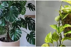 9 Tanaman hias daun untuk teras, rumah semakin asri