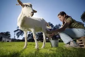 Supergoat, susu kambing asal Yogyakarta ini pas diminum saat pandemi
