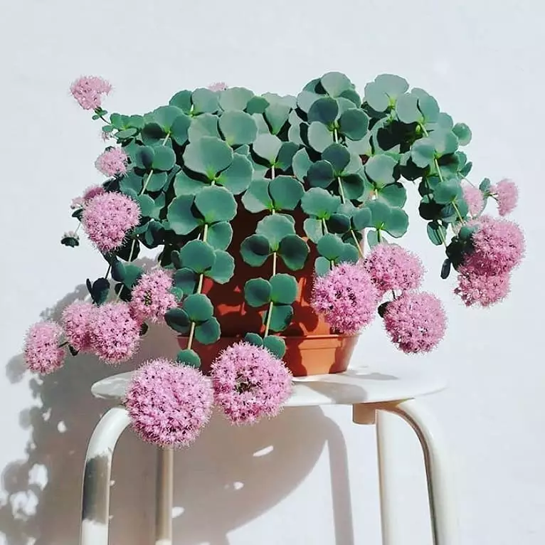 Jenis tanaman hias daun langka Instagram  © 2021 brilio.net