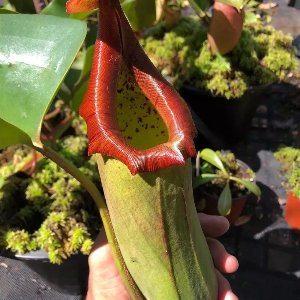 Jenis tanaman hias daun langka Instagram  © 2021 brilio.net