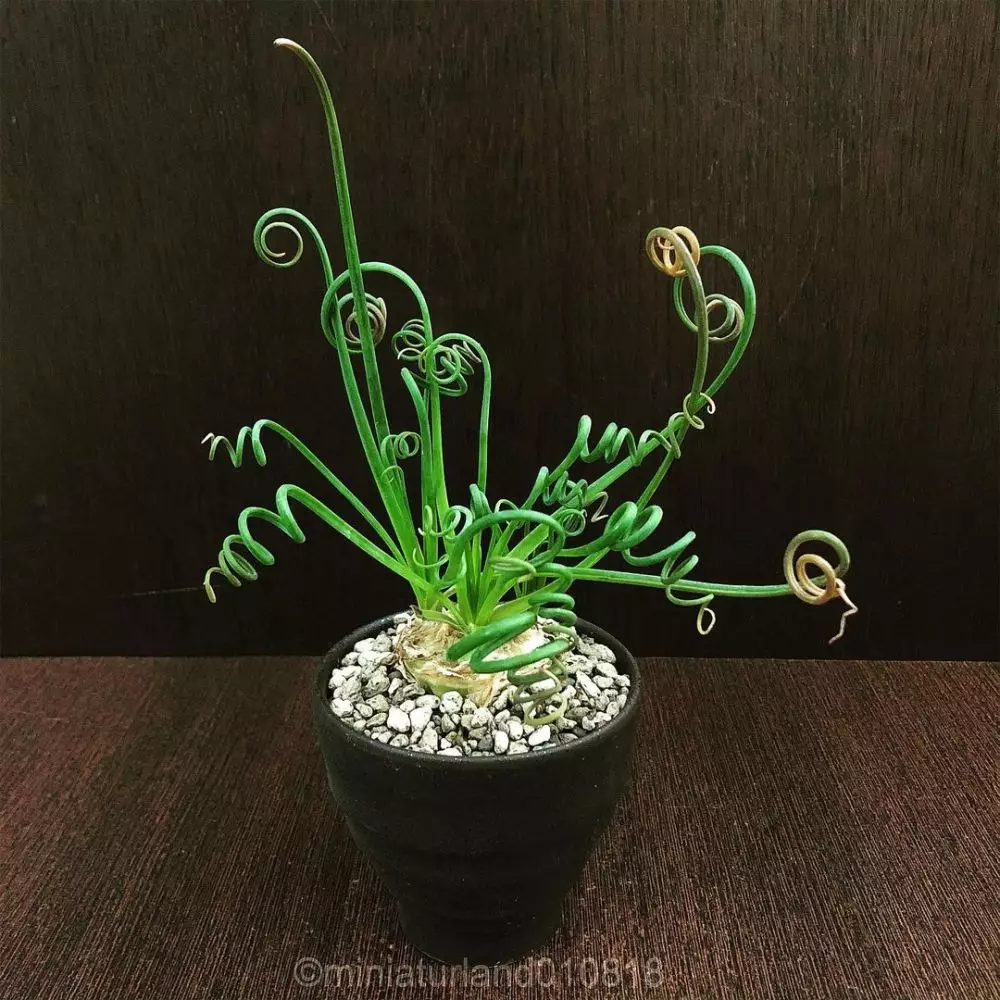 Jenis tanaman hias daun langka Instagram  © 2021 brilio.net