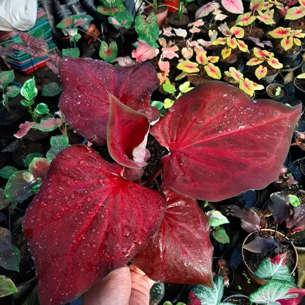 begini cara merawat keladi warna merah agar tetap cerah Instagram