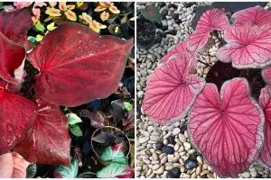 Lagi tren, begini cara merawat keladi warna merah agar tetap cerah