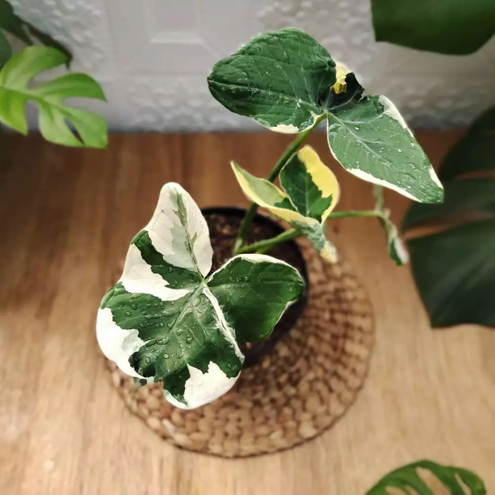 Cara mengolah keladi tikus untuk obati kanker Instagram