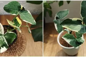 Cara mengolah keladi tikus untuk obati kanker, mudah dan aman