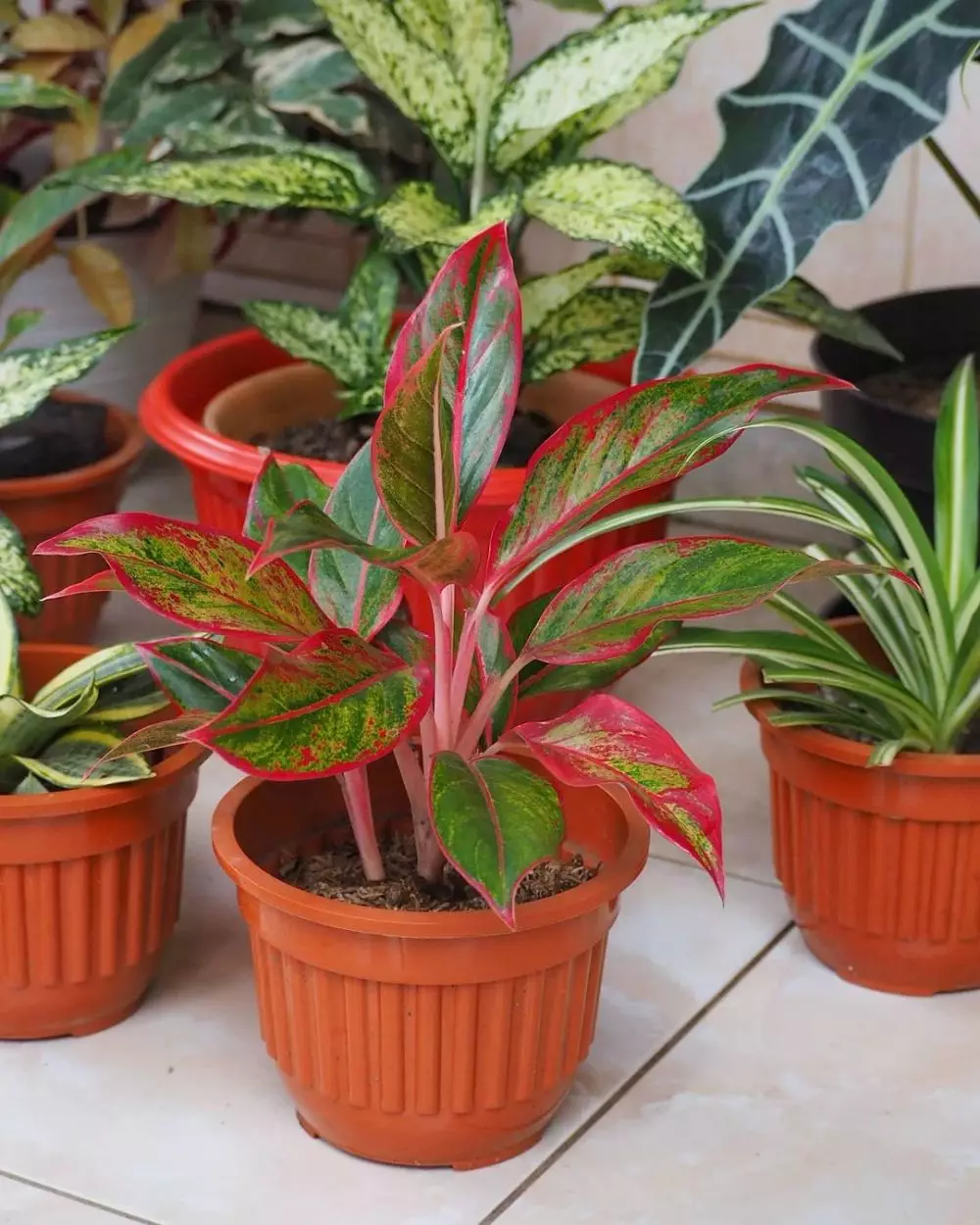 menanam bunga aglonema lipstik © Instagram