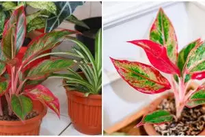 Cara menanam bunga aglonema lipstik, mudah buat pemula
