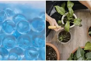 Kelebihan menanam menggunakan hidrogel beserta kekurangannya