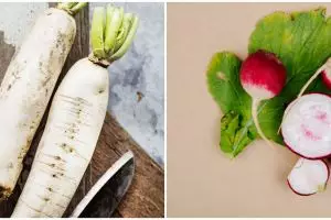 Cara menanam lobak hidroponik, lengkap dengan perawatannya