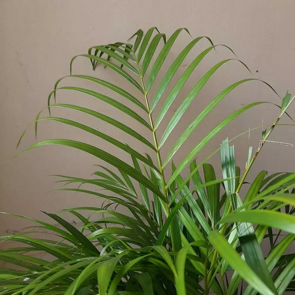 tanaman gantung pembersih udara © Instagram