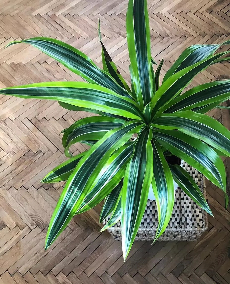 tanaman gantung pembersih udara © Instagram