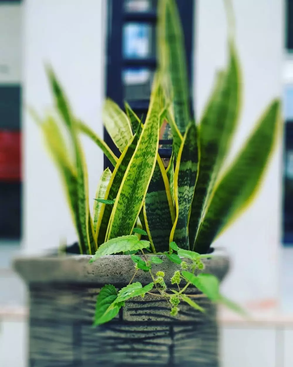 tanaman gantung pembersih udara © Instagram