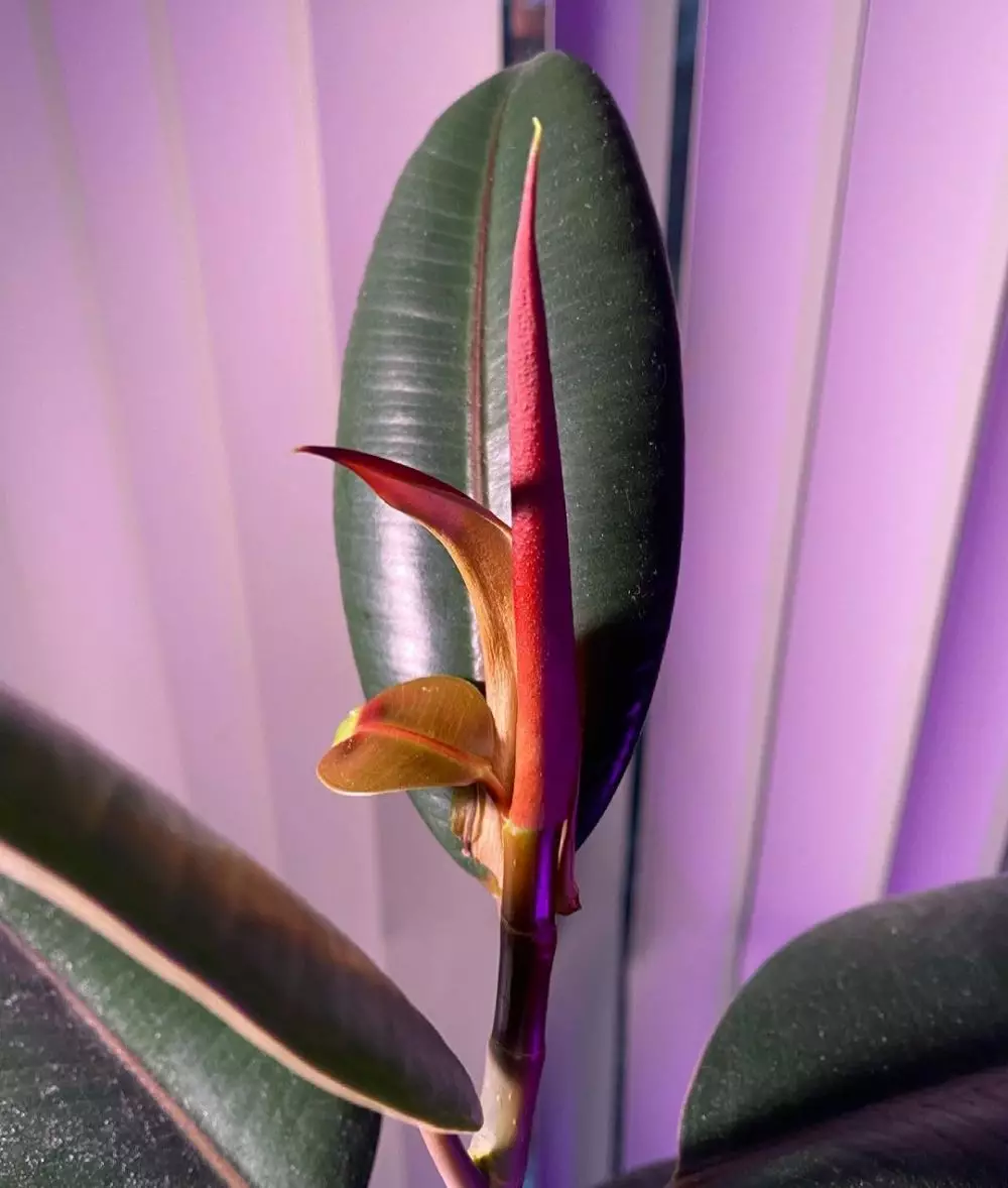 tanaman gantung pembersih udara © Instagram