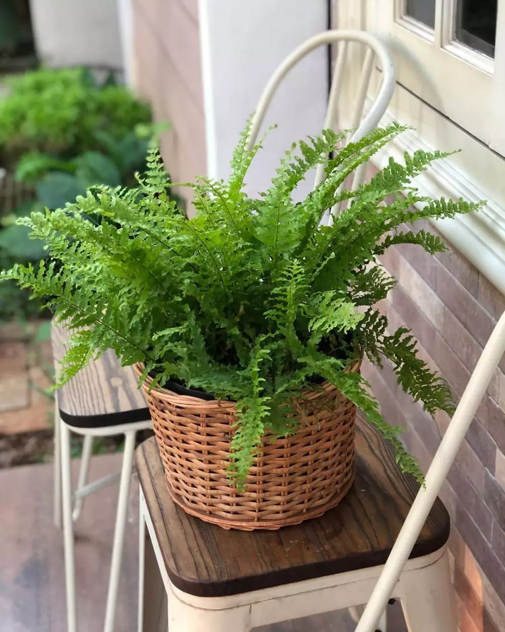 tanaman gantung pembersih udara © Instagram