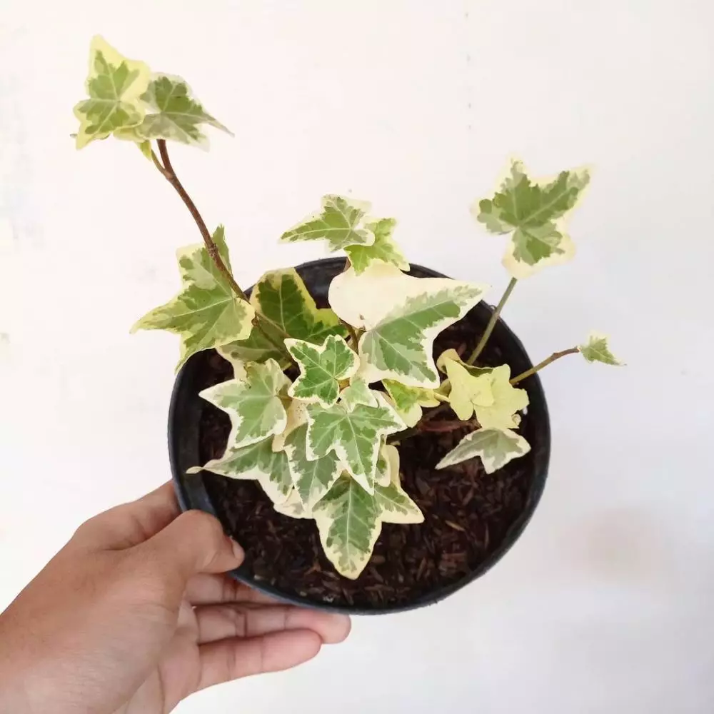 tanaman gantung pembersih udara © Instagram