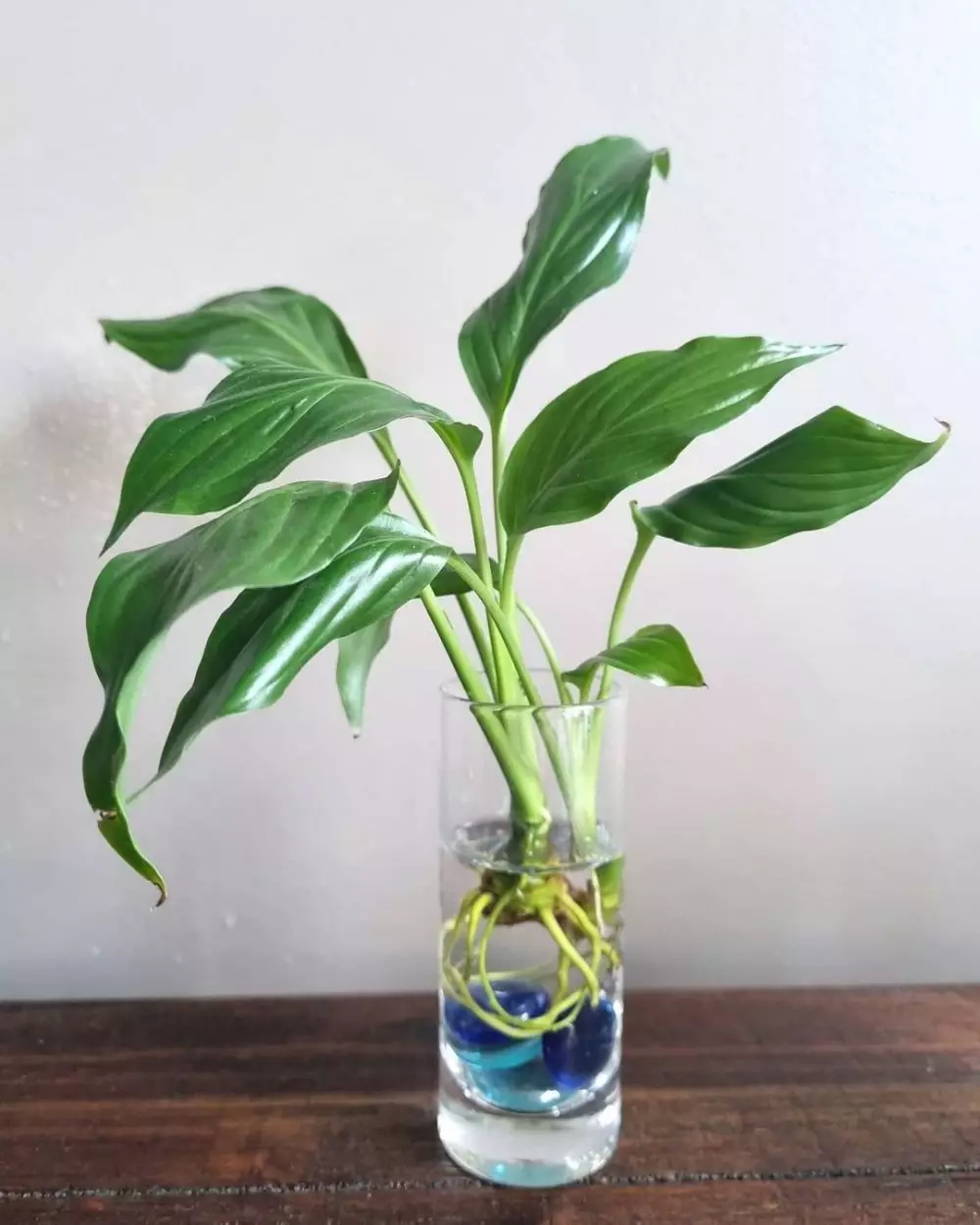 tanaman gantung pembersih udara © Instagram