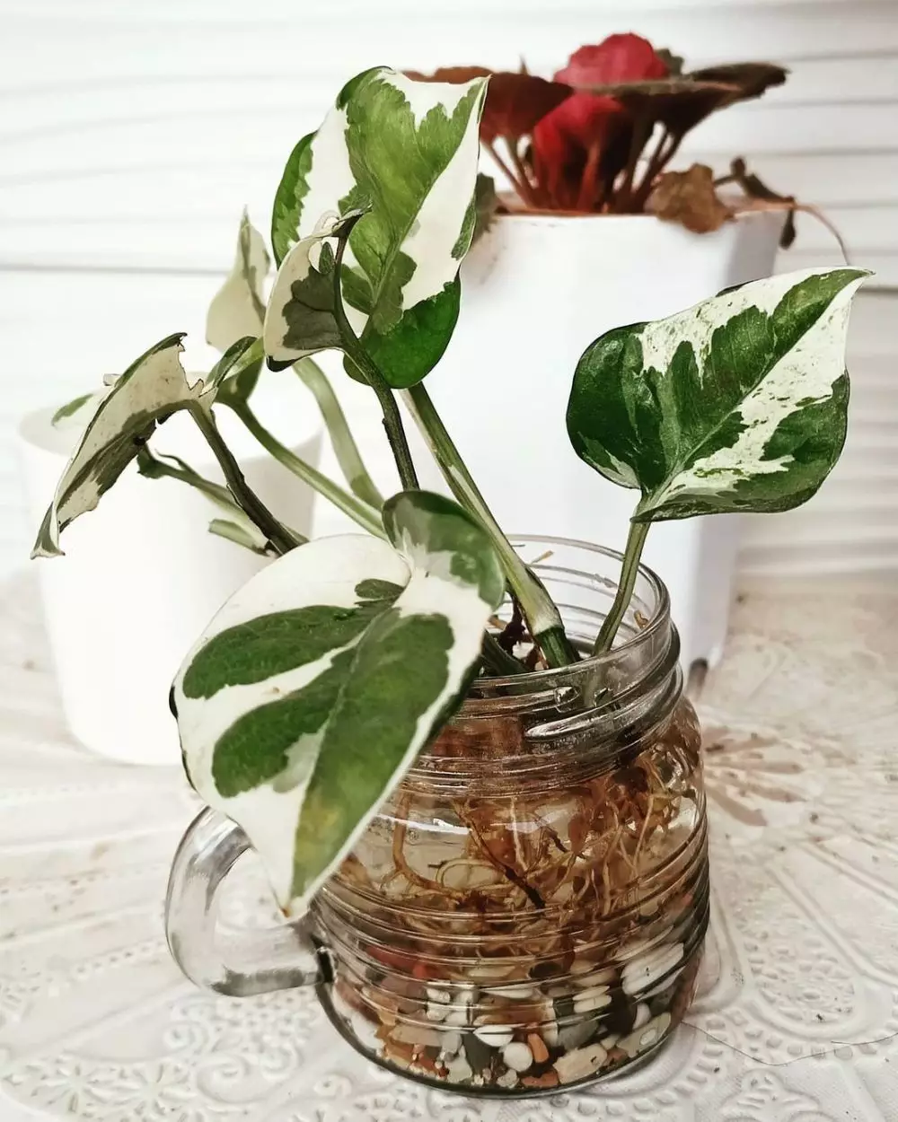 tanaman gantung pembersih udara © Instagram