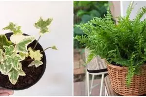 10 Tanaman hias gantung pembersih udara paling efektif