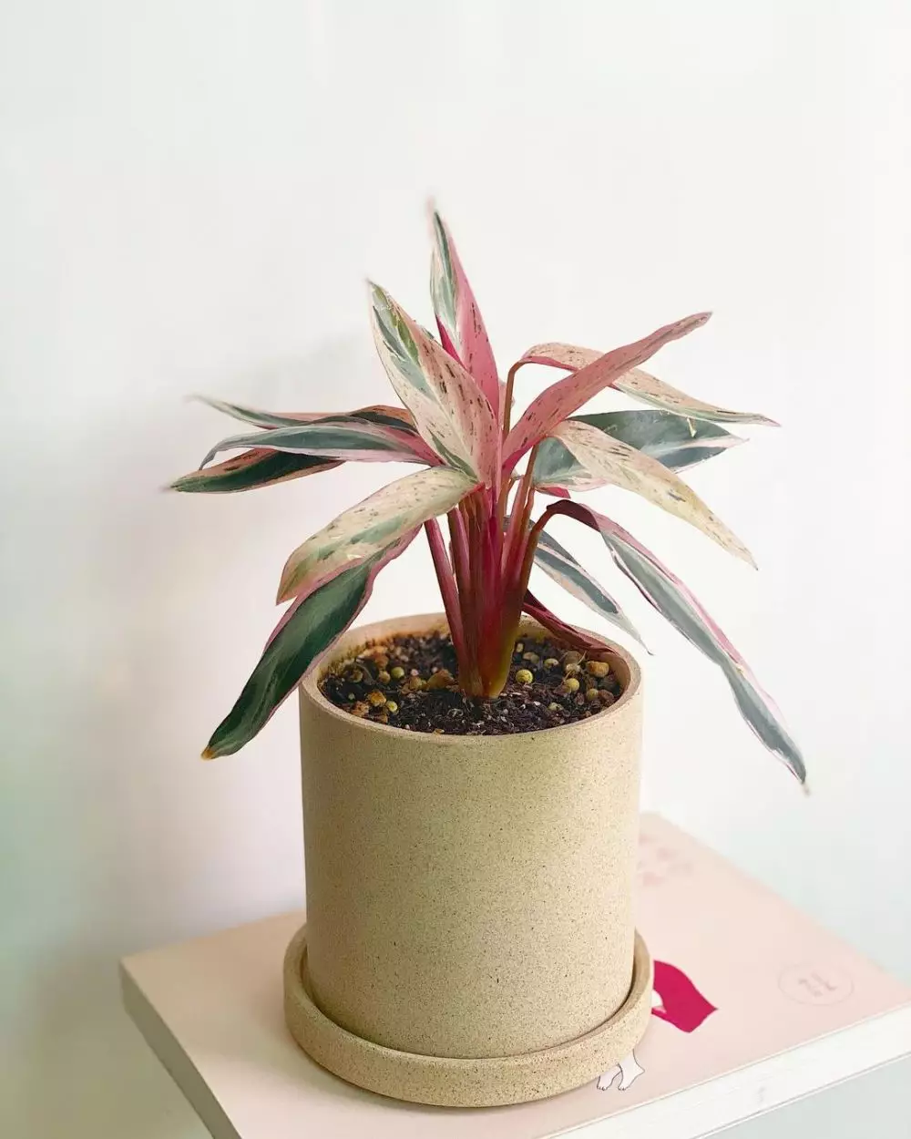 Tanaman hias daun pink Instagram