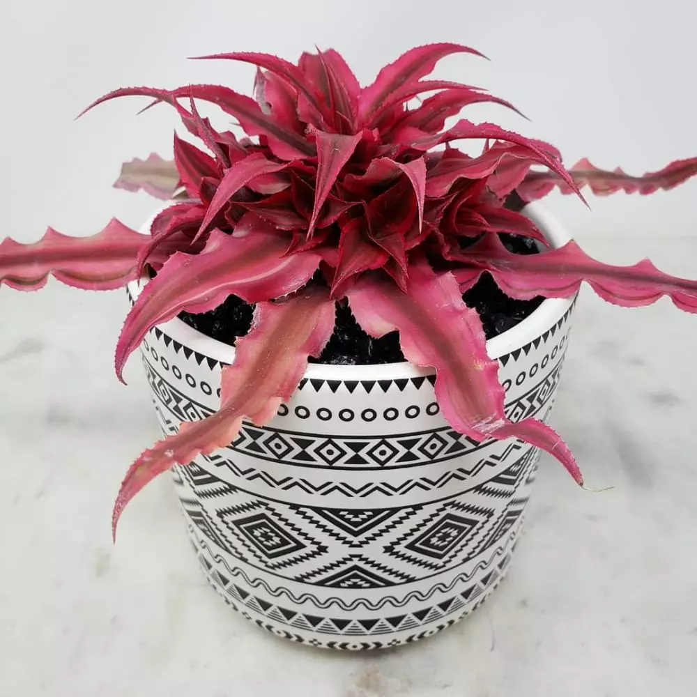 Tanaman hias daun pink Instagram