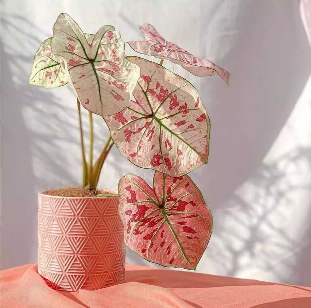 Tanaman hias daun pink Instagram