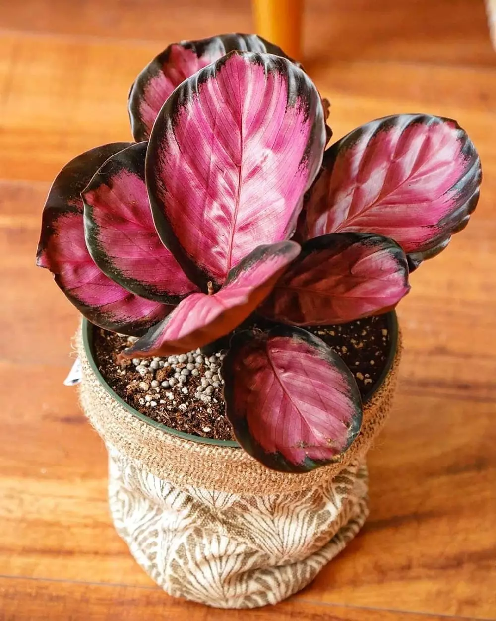 Tanaman hias daun pink Instagram