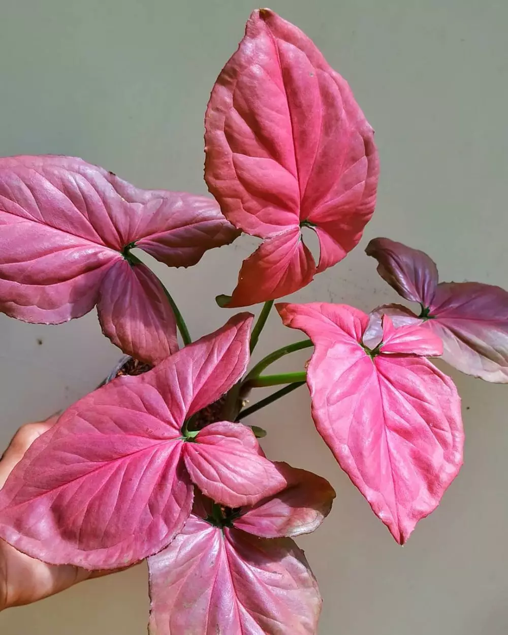 Tanaman hias daun pink Instagram