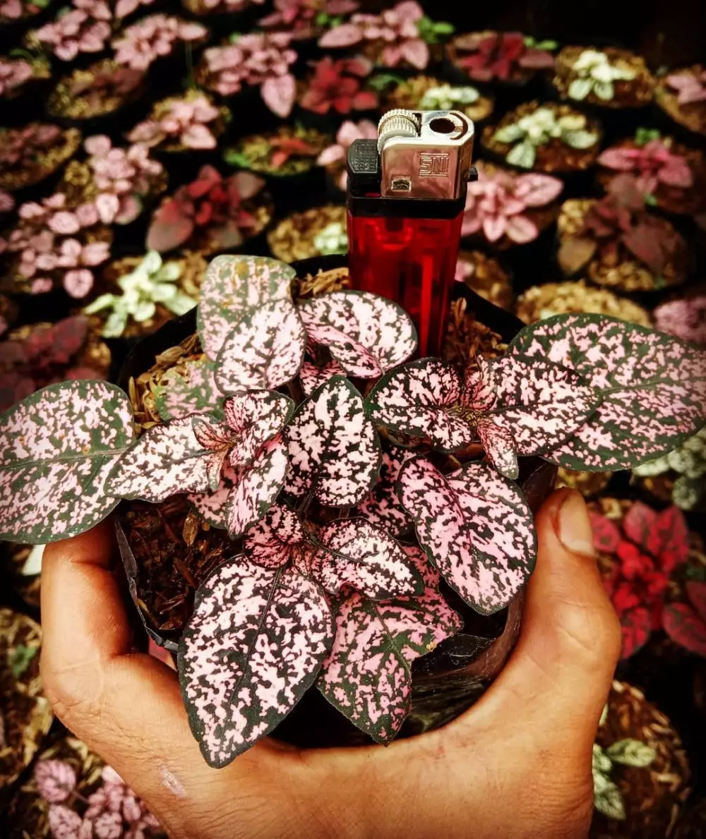 Tanaman hias daun pink Instagram