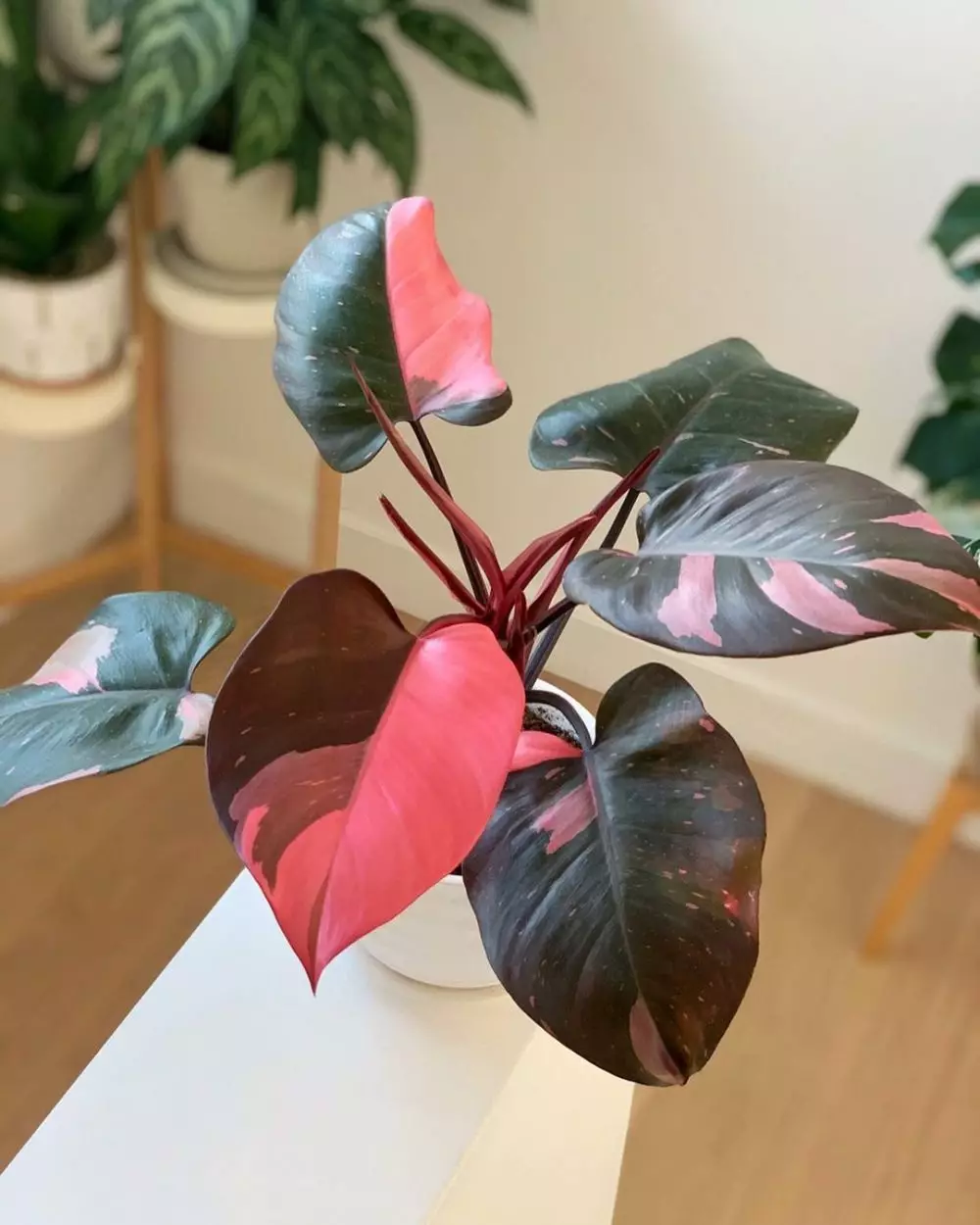 Tanaman hias daun pink Instagram