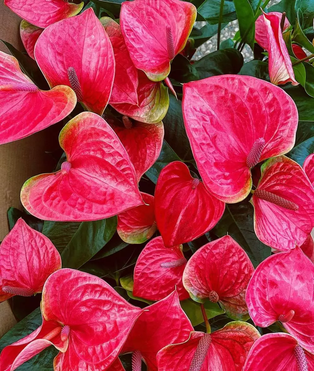 Tanaman hias daun pink Instagram